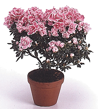 Rhododendron Simsii